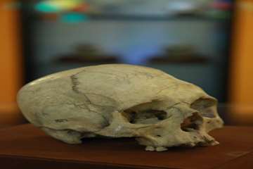  جمجمه پادشاه کدین هوتران 